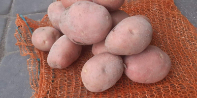 Venderé papas rosadas, variedad Bella rosa, es posible envasar