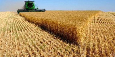 Producto: TRIGO Origen: EE.UU., Ucrania, Rusia Cantidad: 25000 -