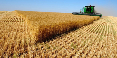 Producto: TRIGO Origen: EE.UU., Ucrania, Rusia Cantidad: 25000 -