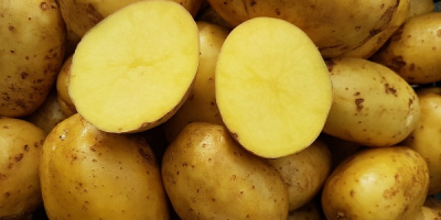 Patatas amarillas, rojas, comestibles, sabrosas de su propio cultivo,