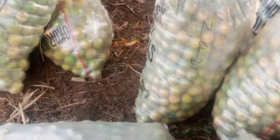 La naranja dulce es una fruta cítrica con un