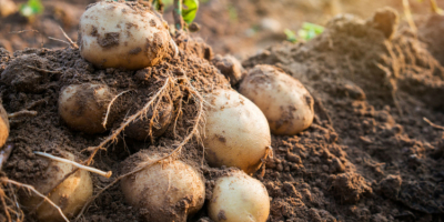 Hola, estoy ofreciendo papas de la variedad Lilly y