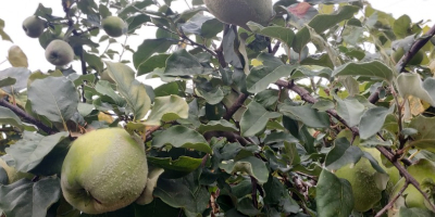 Fruto de membrillo ecológico, muy grande, de buena calidad.