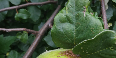 Fruto de membrillo ecológico, muy grande, de buena calidad.