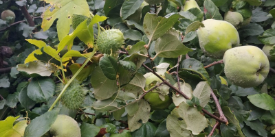 Fruto de membrillo ecológico, muy grande, de buena calidad.