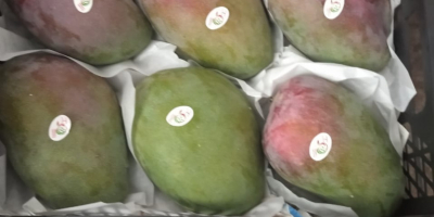 Lo venderé a granel, la cantidad de camiones, mango