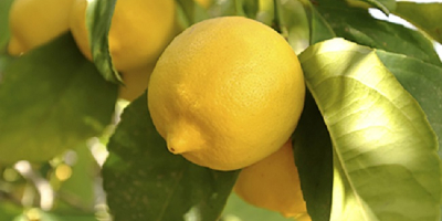 Nombre del producto Limón fresco Color Amarillo Grado Clase