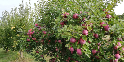 Manzanas Florina y STARKRIMSON