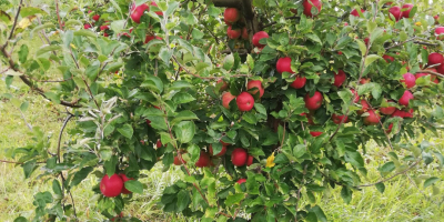 Manzanas Florina y STARKRIMSON