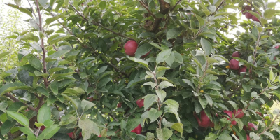 Manzanas Florina y STARKRIMSON