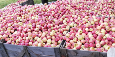 Manzanas Florina y STARKRIMSON