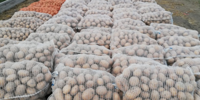 Patatas blancas muy comestibles. Listo para recoger en sacos