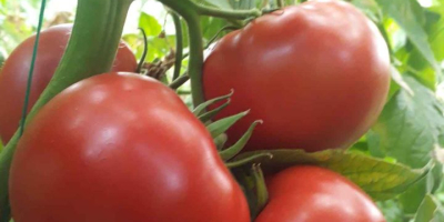 Vendemos tomates de una variedad de alta calidad en