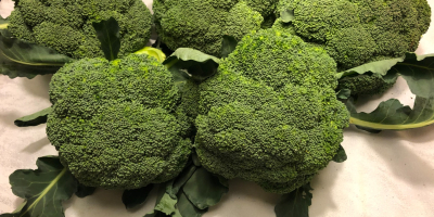 Vendo brócoli 100% orgánico. grandes cantidades. Más información en