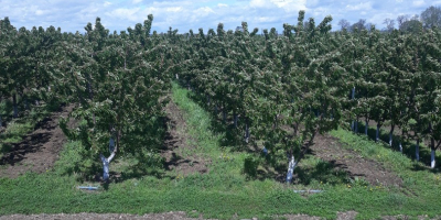 Para la venta de micro finca de 5,5 ha