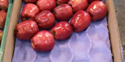 manzana Variedad: Red Delicious Tamaño: 140gr-200gr Envasado en cesta