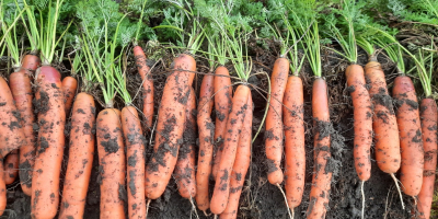 Zanahorias baltimore