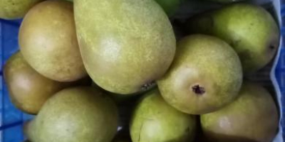 Vendo peras, Jonathan y manzanas doradas por 2 Ron
