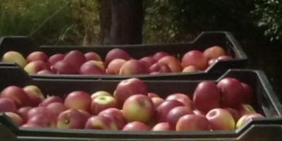 Vendo peras, Jonathan y manzanas doradas por 2 Ron