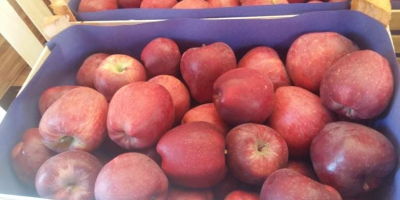 Mayor vendedor de manzanas frescas en todo el mundo.