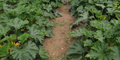 Venderé calabacines, puedo clasificar unos 500 kg por tamaño