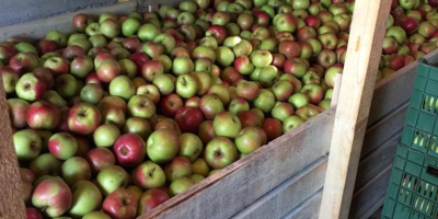 Vendo manzanas Ionatan, Golden, Idared, Florina, Generos 1,50 lei