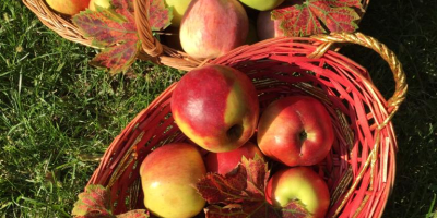 Vendo manzanas Ionatan, Golden, Idared, Florina, Generos 1,50 lei