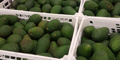 El precio de 1000 kg de aguacate depende de