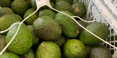 El precio de 1000 kg de aguacate depende de