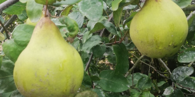 Hola, A la venta unos 70 kg de maduración