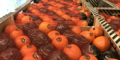 Ofrezco mandarinas de España. variedad oronulis, diferentes calibres. Para