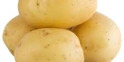 cosecha fresca de patatas disponibles para la exportación en