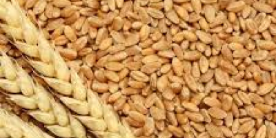 Trigo disponible para exportación en Dinamarca Póngase en contacto