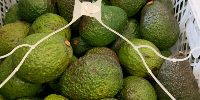 El precio de 500 kg de aguacate depende de