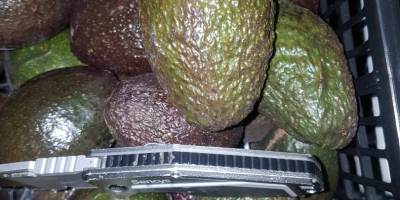 El precio de 500 kg de aguacate depende de