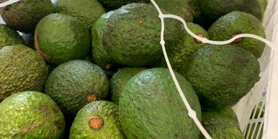 El precio de 500 kg de aguacate depende de