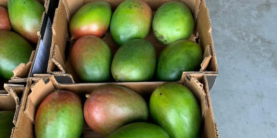 Mango 4kg 28 PLN El precio de la caja