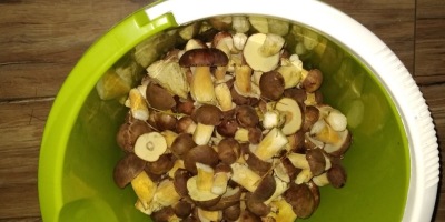 Venderé boletes de bahía. No dude en ponerse en