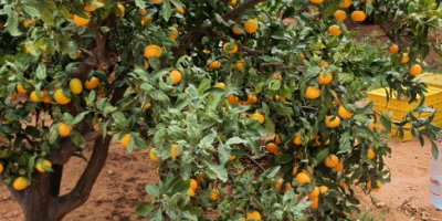 ¡Vende naranjas, clementinas, mandarinas, caquis, limones! País de origen