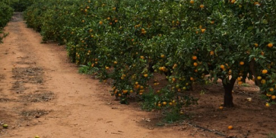 ¡Vende naranjas, clementinas, mandarinas, caquis, limones! País de origen