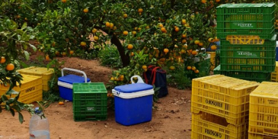 ¡Vende naranjas, clementinas, mandarinas, caquis, limones! País de origen