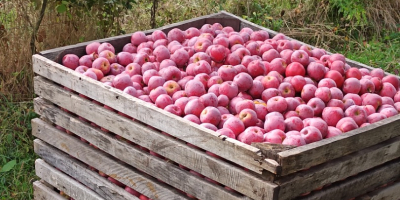 El productor local de la comuna de Golești Vâlcea