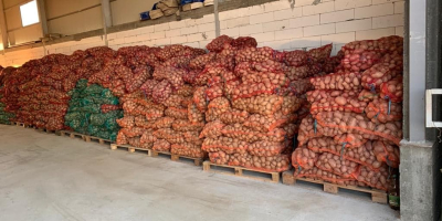 Patatas blancas y rojas, Carrera y Bella Rosa, de