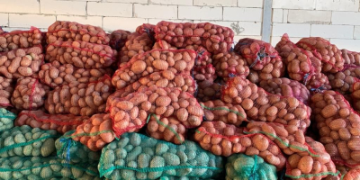 Patatas blancas y rojas, Carrera y Bella Rosa, de