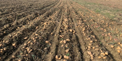 Patatas blancas y rojas, Carrera y Bella Rosa, de