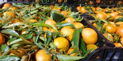 Venderé una naranja y una mandarina de España. Mercancías