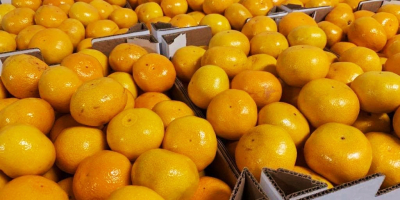 Mandarina sin pepitas, dulce, fácil de pelar.