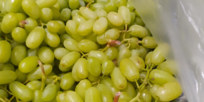 Venta de uvas 15k. sin semillas, origen Turquía, variedad