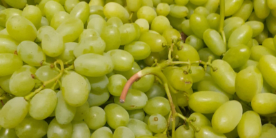 Venta de uvas 15k. sin semillas, origen Turquía, variedad