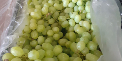 Venta de uvas 15k. sin semillas, origen Turquía, variedad